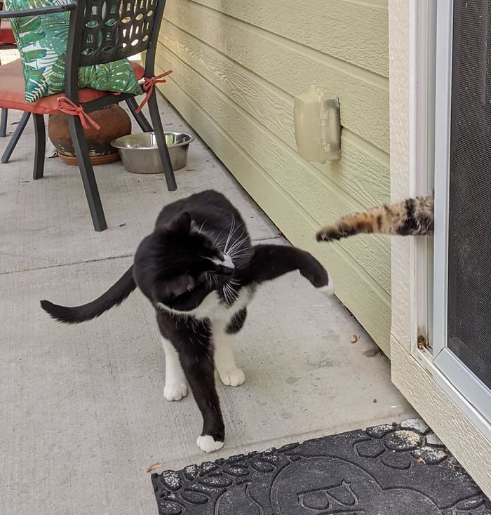 vecino felino viene a jugar vecino