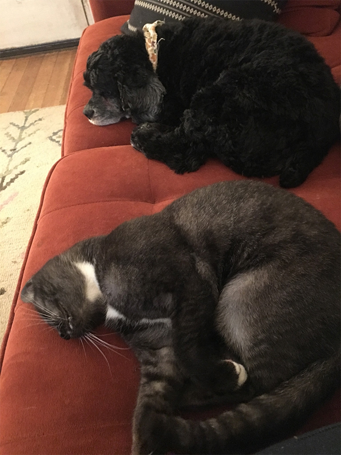 Gatito inusual durmiendo en el sofá con un perro mascota