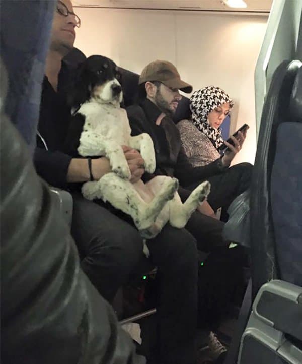 Sentar perros animales en vuelos