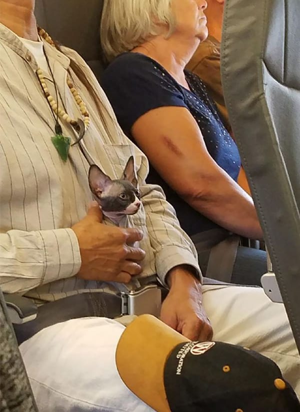 Animales en vuelos gatito