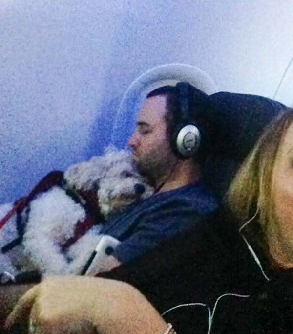 Perros en vuelos y abrazos para perros