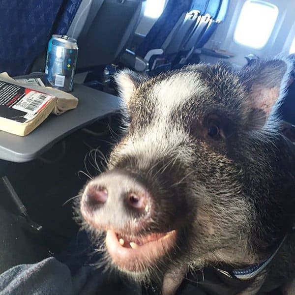 Animales en vuelos cuando los cerdos vuelan