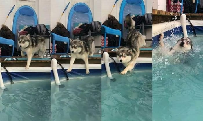 fotos de perros cayendo en la piscina dignas de vergüenza