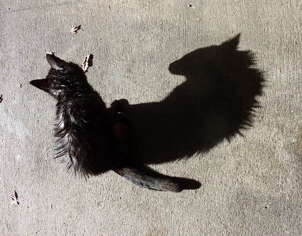 sombra de gatos malvados