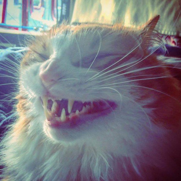 dientes de gato malos