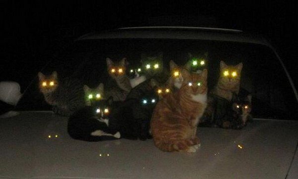 gatos malvados coche ojos brillantes