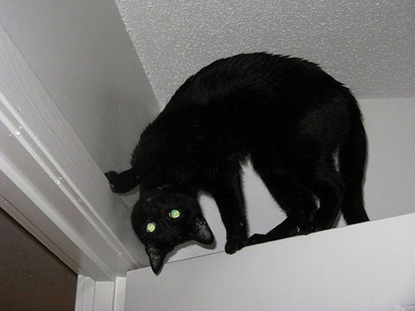 ángulo de la puerta del gato malvado