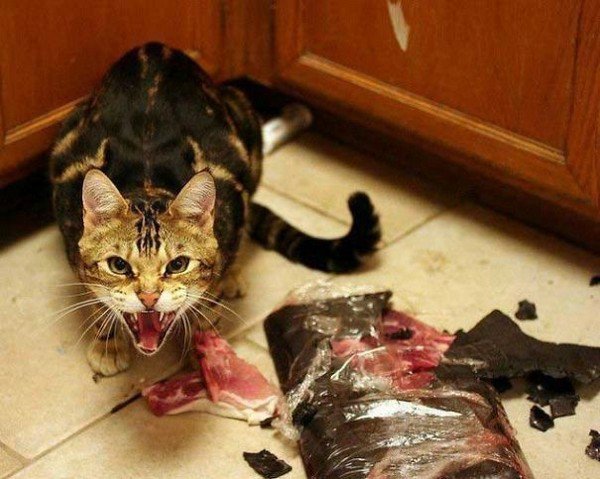 gatos malvados destruyendo comida