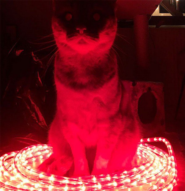 gatos malvados se iluminaron