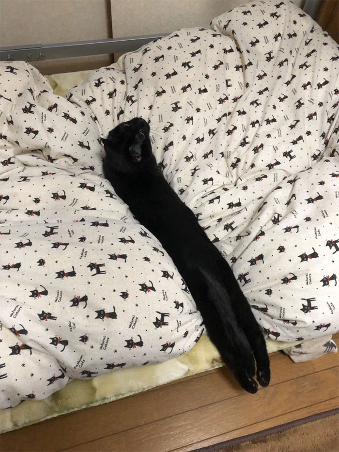 gatos estirando cuerpo largo