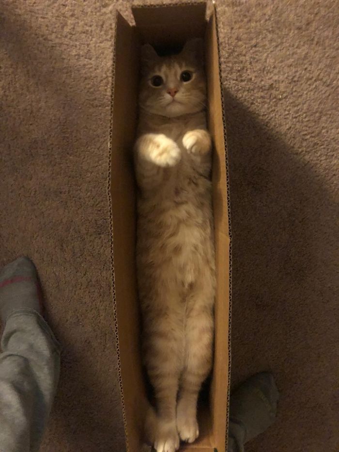gatos que se estiran caben en una caja