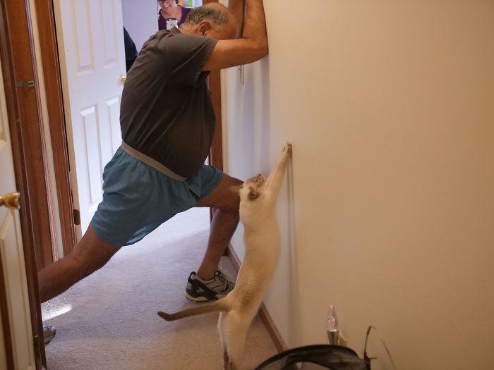 ejercicio de estiramiento de gato