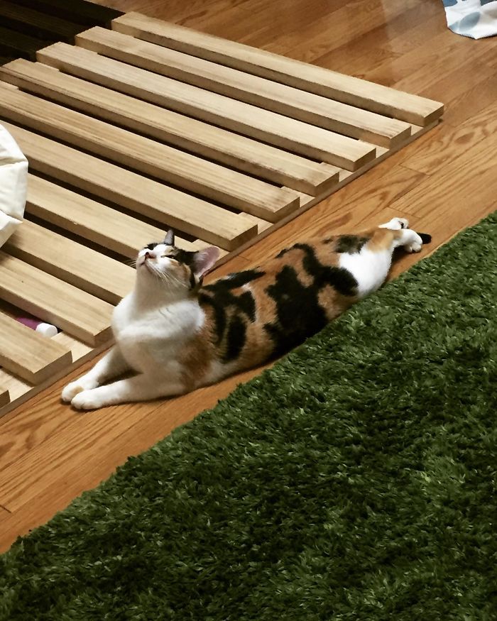 gatitos flexibles en divertidas posiciones de yoga dobladas