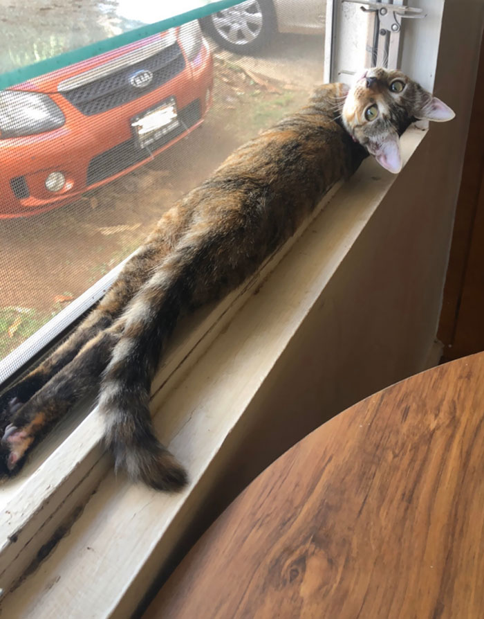 gatitos flexibles en divertidos escenarios de distribución en el alféizar de la ventana