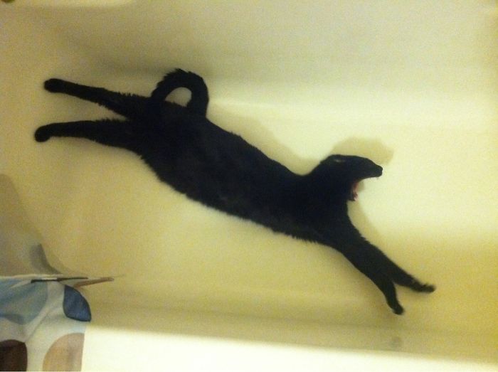 gatitos flexibles en configuraciones de bañera hilart
