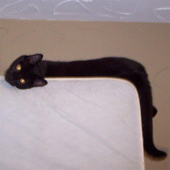 gatitos flexibles en divertidas posiciones de serpiente en el sofá