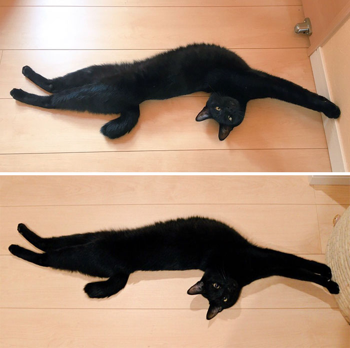 Gatitos flexibles en divertidas posiciones corporales elásticas
