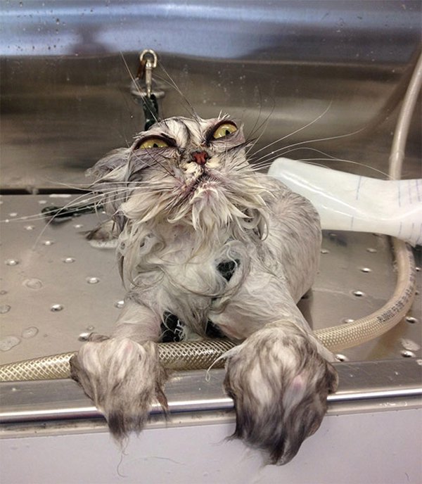 baño de gato espectacular