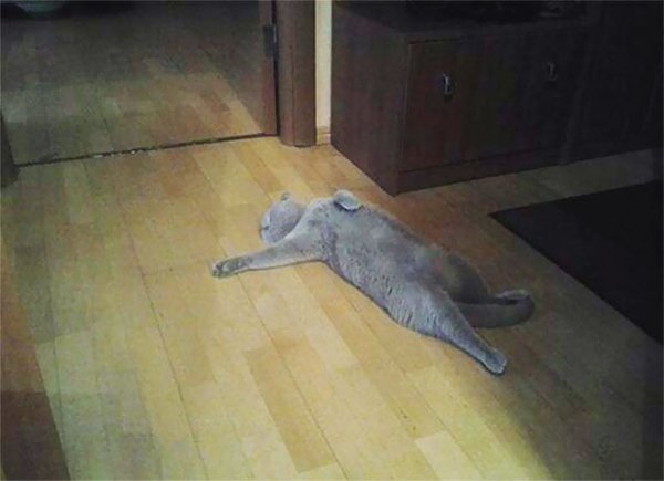 gato dramático tirado en el suelo