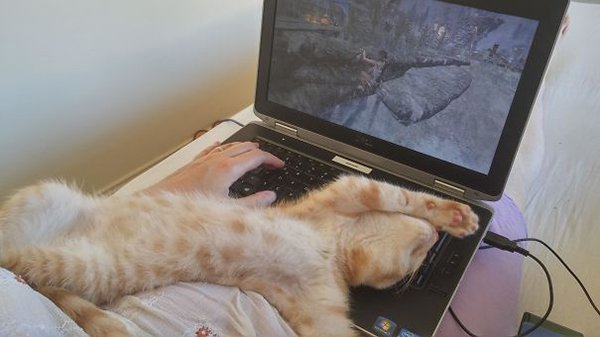 gato dramático estirado sobre la computadora portátil