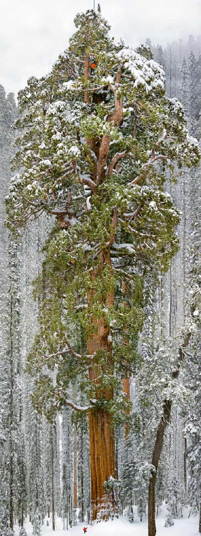 Hombre en la cima de un árbol seqoia muy grande en condiciones de nieve 
