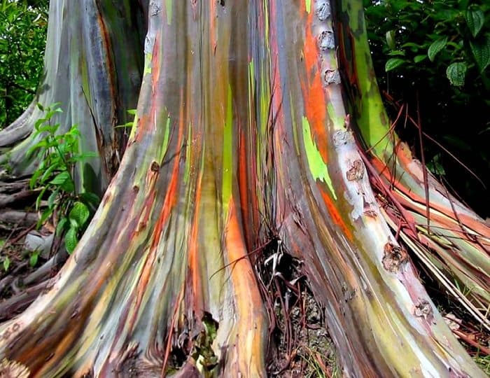 Raíz del árbol de eucalipto cerca del arco iris 