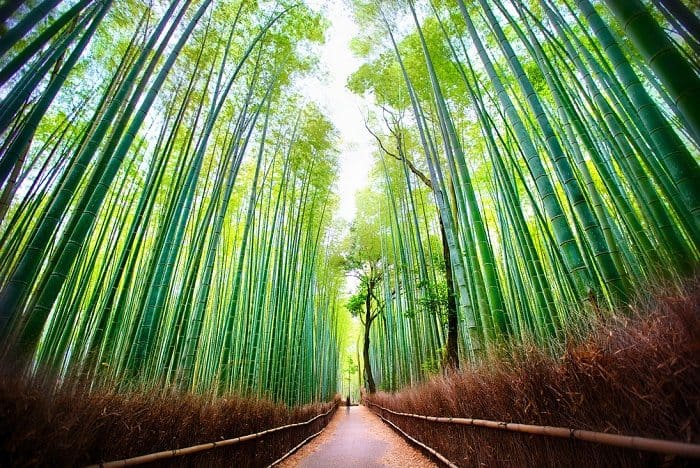 bosque de bambú sagan de japón