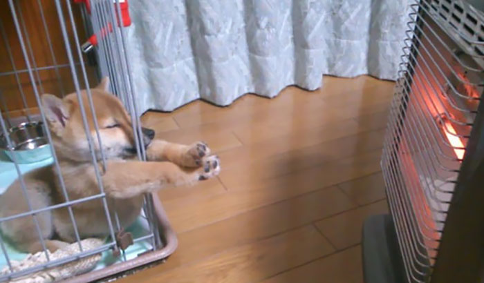 sitios divertidos para dormir perros calentar patas