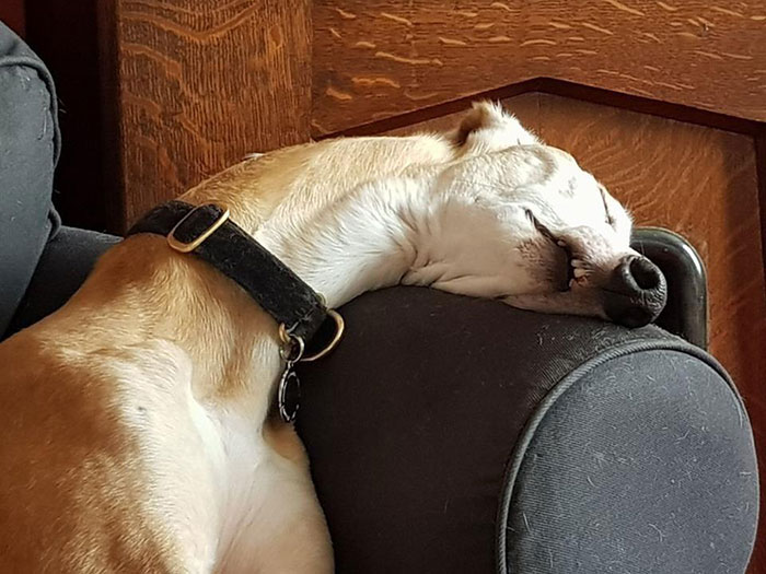sitios para dormir perros divertidos de cuello largo