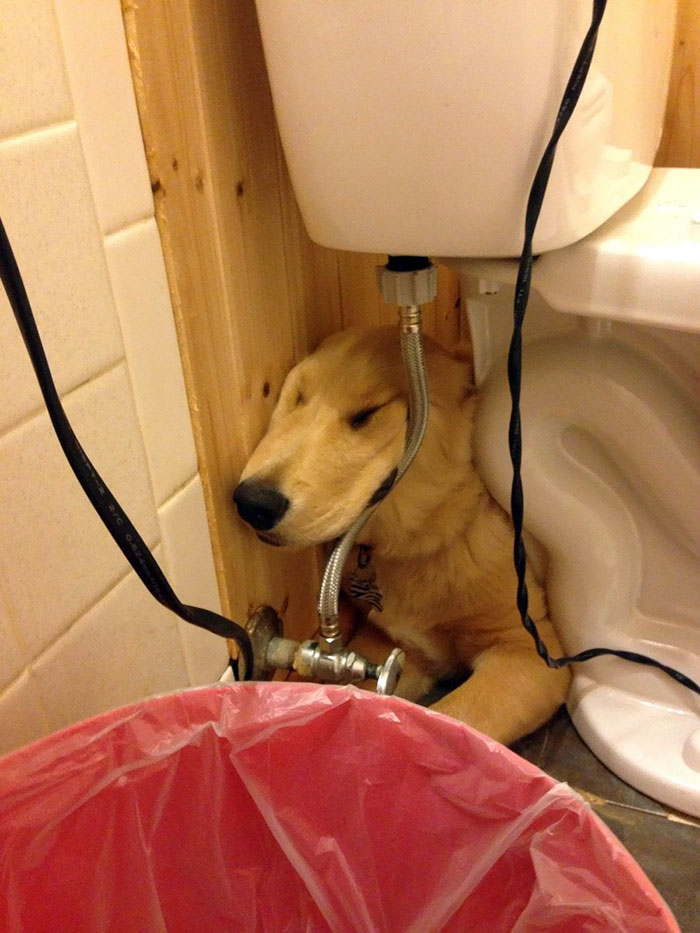 Postura incómoda para dormir perro debajo del inodoro