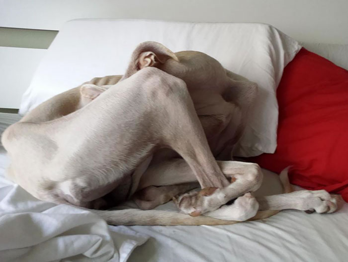 torpe postura para dormir perro rescate galgo español