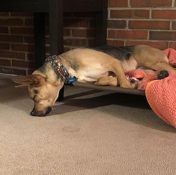 Postura incómoda para dormir hocico de perro en el suelo