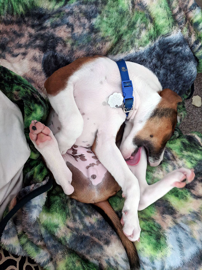 Postura incómoda para dormir perro masticando su pierna