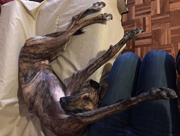 postura incómoda para dormir piernas de perro estiradas