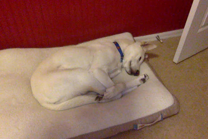 buzo olímpico incómodo perro postura para dormir