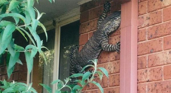 enormes animales aterradores en australia