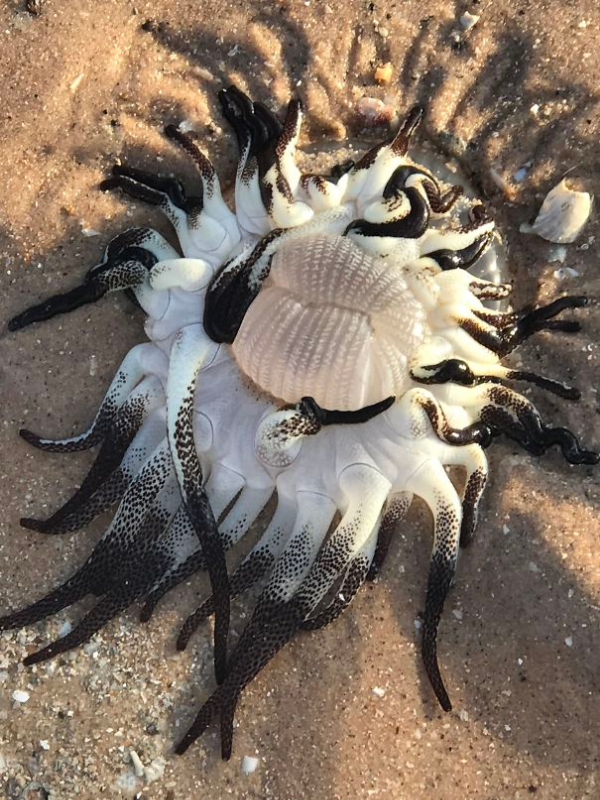 Anémona punzante encontrada en una aterradora playa de animales en Australia