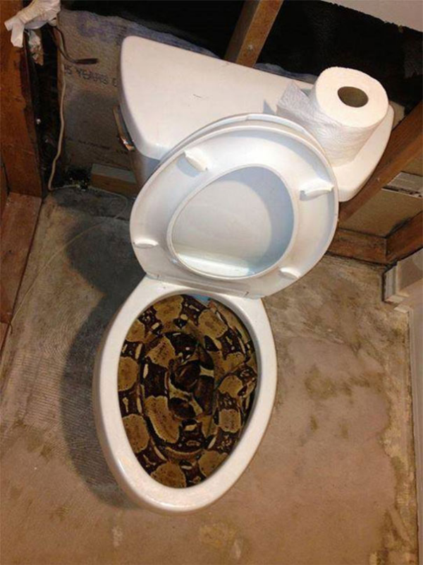 revisa tu inodoro en busca de una serpiente animal aterradora en australia
