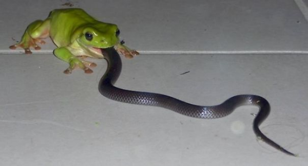 rana comiendo serpientes animales de miedo en australia