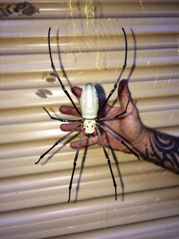 animales araña gigantes de miedo en australia