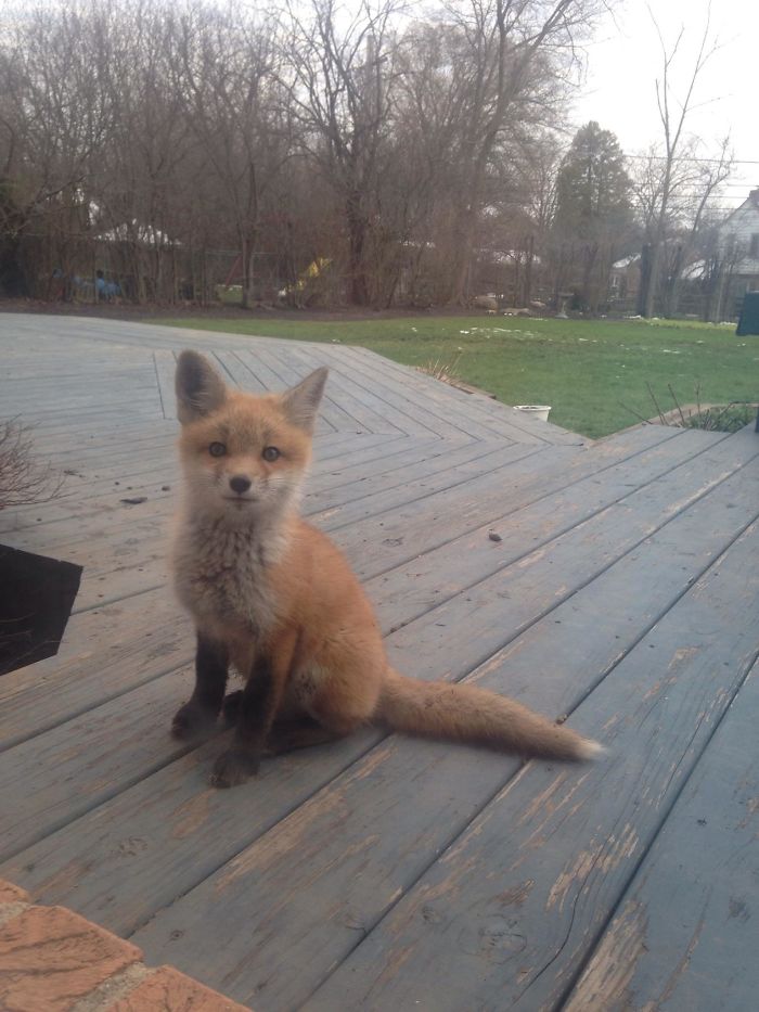 fotos de adorable cachorro de zorro viviendo en el patio trasero