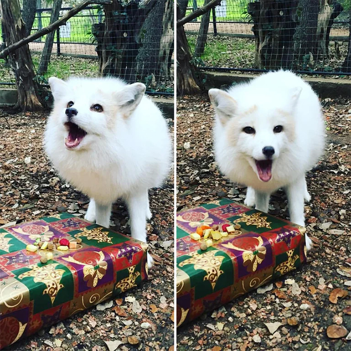 adorable zorro regalos regalo de navidad