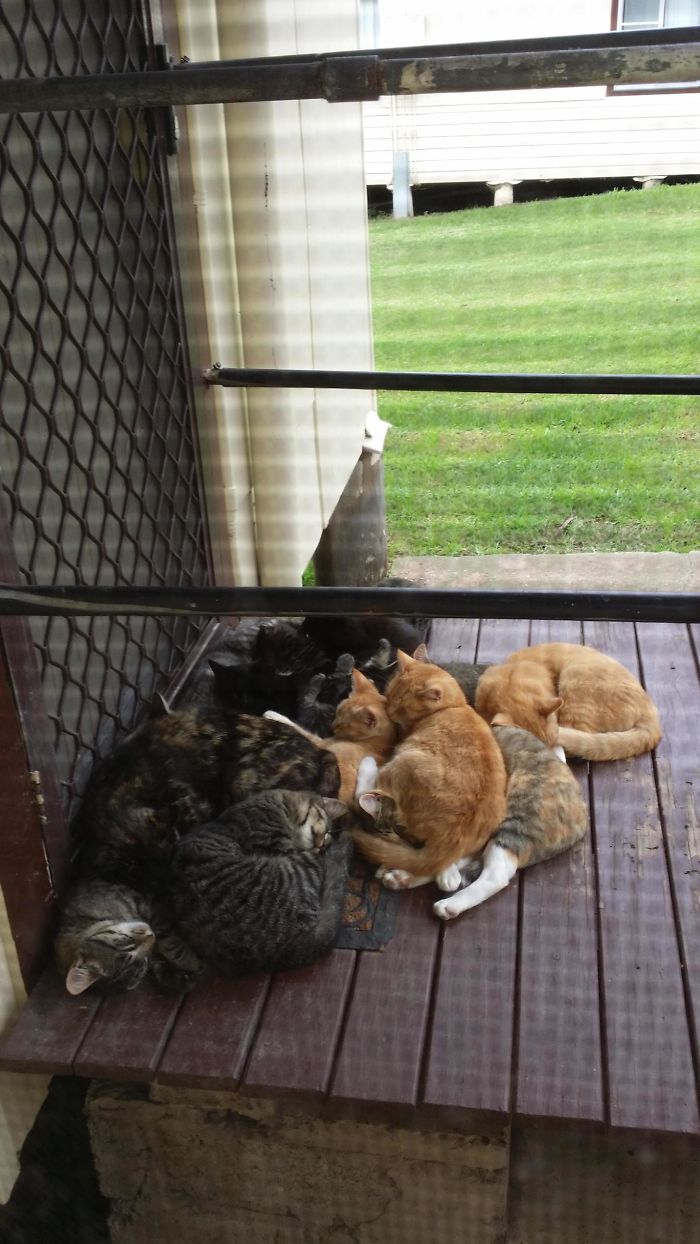 una familia de gatitos callejeros durmiendo en un porche