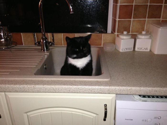 Kitty se pierde en el fregadero de la cocina