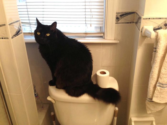 no tengo un gato gatito fotos negras en el baño