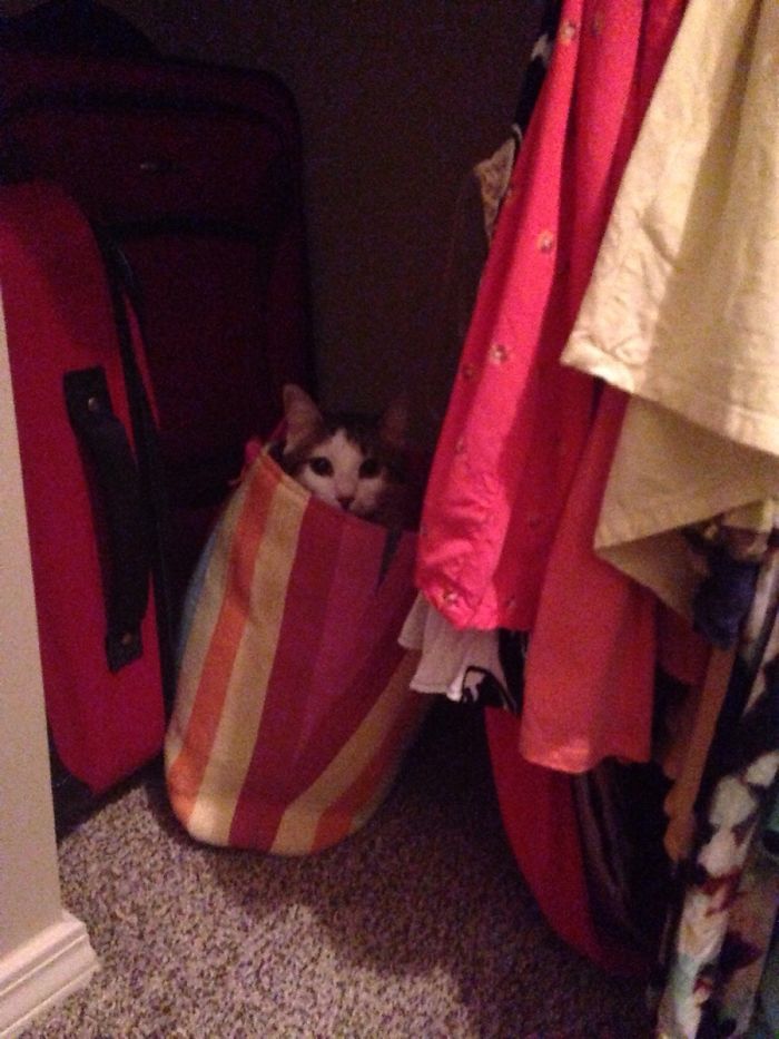 gatito escondido en la bolsa