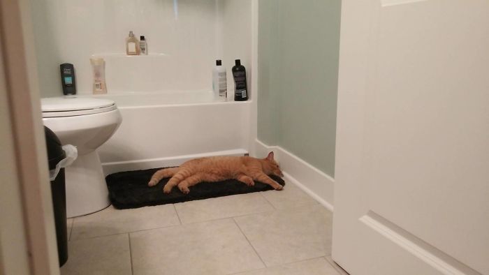 Gatito callejero durmiendo en una alfombra de baño