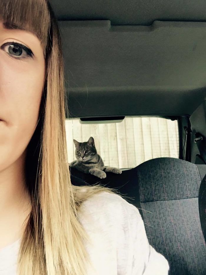 gatito, no tengo fotos de gatos en el coche