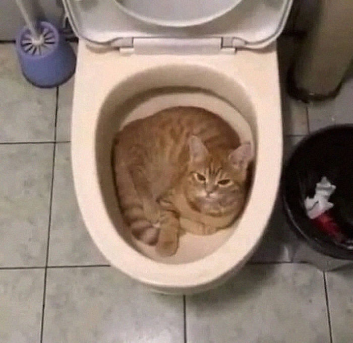 se requiere un baño para gatos