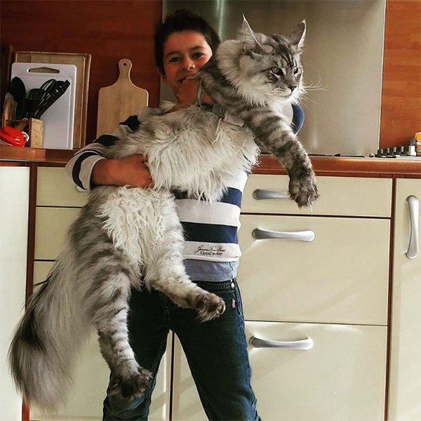enorme gato gris y humano